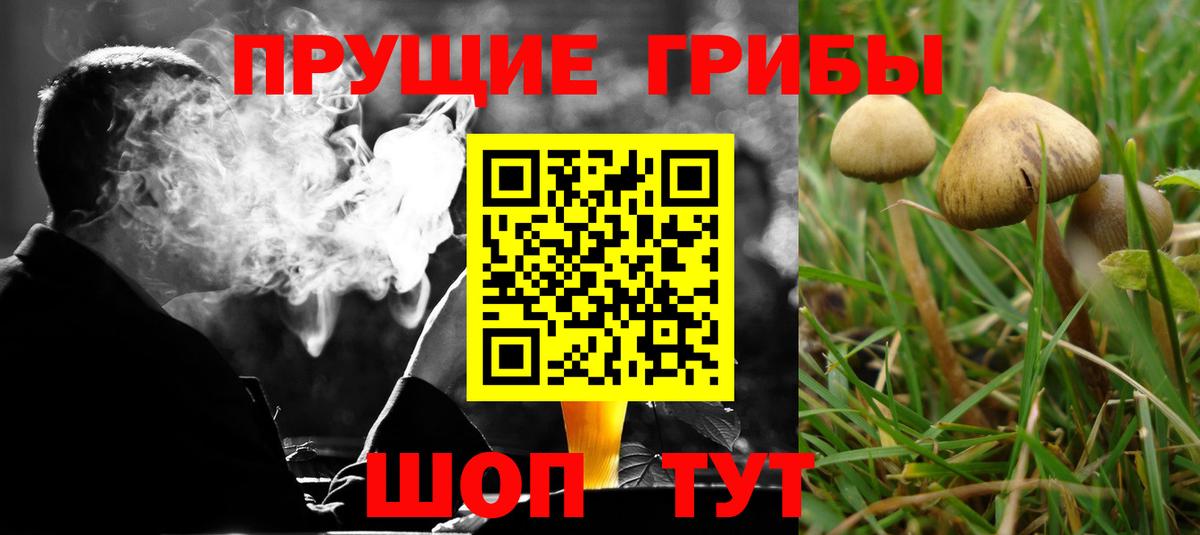 Псилоцибиновые грибы Cubensis Кингисепп