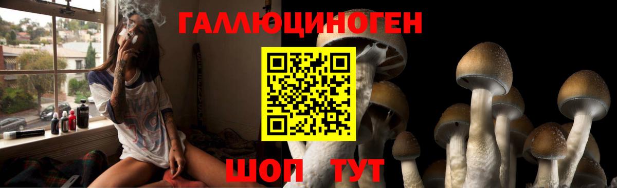 Кингисепп  Псилоцибиновые грибы Psilocybine cubensis  Вход с VPN 